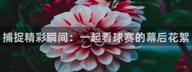  捕捉精彩瞬间：一起看球赛的幕后花絮